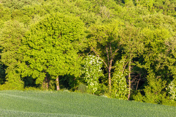 Grove with flowering trees at the edge of the field