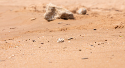 mollusk shells on the seashore, ocean coast