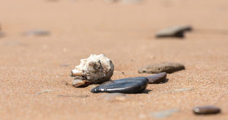 mollusk shells on the seashore, ocean coast