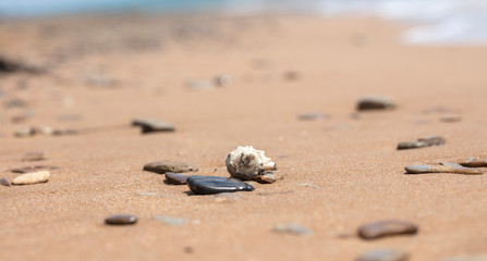 mollusk shells on the seashore, ocean coast