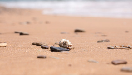 mollusk shells on the seashore, ocean coast