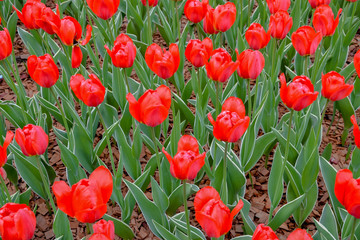Group of red tulips in the park