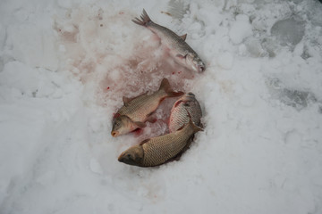 Çıldır Gölü'nde kar üstünde balıklar