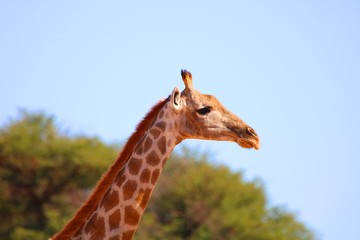 neugierige Giraffe