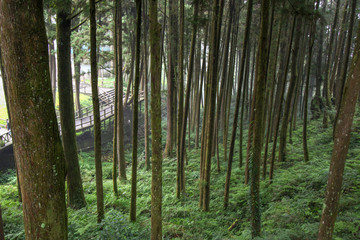 Big tree at Alishan national park area in Taiwan.