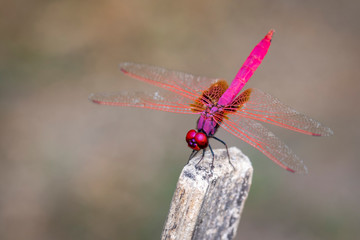 Image of crimson dropwing dragonfly(Male)/Trithemis aurora.