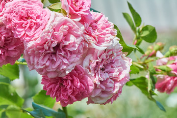 Blooming pink flowers. Shrub of roses close-up.