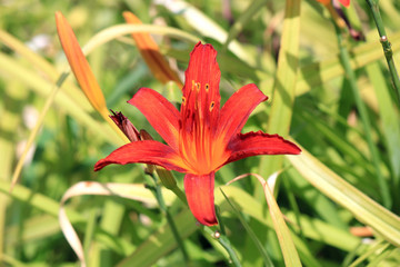 Obraz premium flowers; buds; summer; background; bright; branch; flora; multicolored; nature; petals; lily