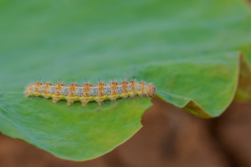 Hariry caterpillar,feeding on a bramble leaf.