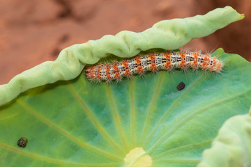 Hariry caterpillar,feeding on a bramble leaf.