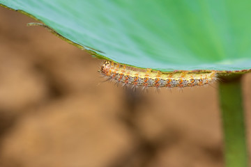 Hariry caterpillar,feeding on a bramble leaf.