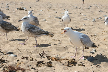 Hungrige Möwen am Strand © Inka