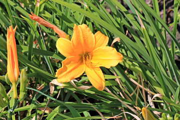 riot of flowers in the summer park