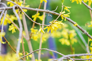 branch of a tree in spring
