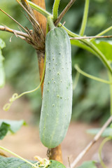 Green cucumber hanging on tree