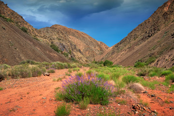 purple flowers in sandy desert of the red canyon Konorchek, in Kyrgyzstan