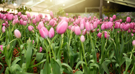 tulip in the garden.