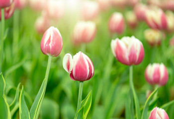 tulip in the garden.
