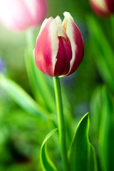 Fototapeta premium tulip in the garden.