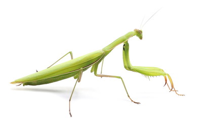 European Mantis or Praying Mantis, isolated on white