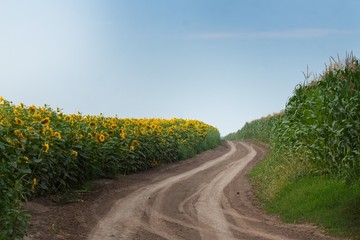 countryside road with tyre tracks between fields of sunflower and maize corn blooming on a sunny...