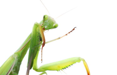 European Mantis or Praying Mantis, isolated on white