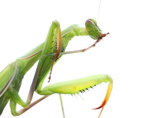 European Mantis or Praying Mantis, isolated on white