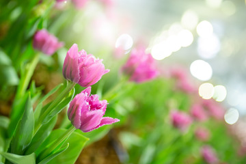 Fototapeta na wymiar tulip in the garden.