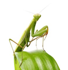 European Mantis or Praying Mantis on green leaf, isolated on white
