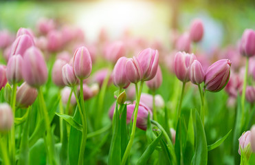 tulip in the garden.