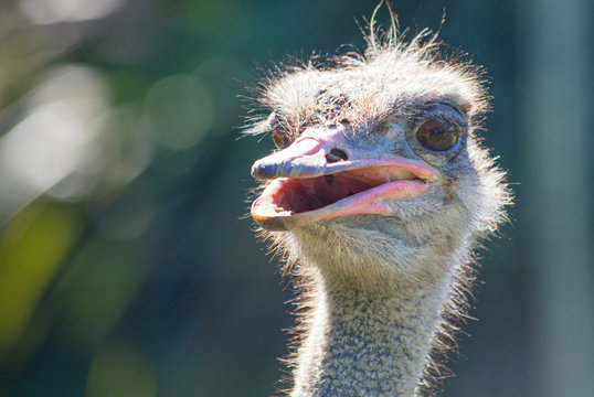 Close up da cabeça do avestruz