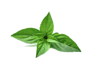 Obraz premium Fresh basil herb leaves isolated on a white background. Top view of basil tip.