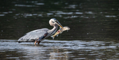 Great Blue Heron with fish
