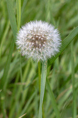 Ripe dandelion in the field. Summer.