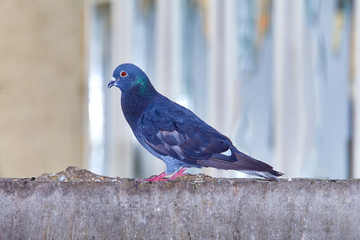 Pigeons close-up on a combined background