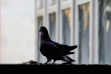 Pigeons close-up on a combined background