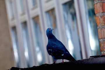 Pigeons close-up on a combined background