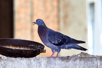 Pigeons close-up on a combined background