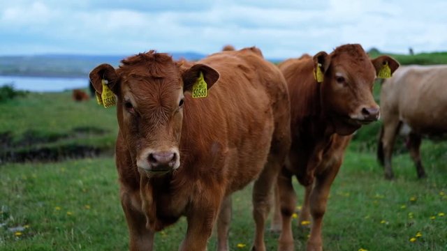 Curious brown cows in Irish agricultural farm meadow, grazing, walking towards camera.