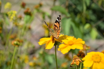 butterfly on a flower macro summer