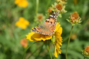butterfly on a flower macro summer