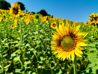 field of sunflowers illuminated by the sun on a clear day