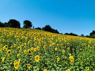 field of sunflowers illuminated by the sun on a clear day