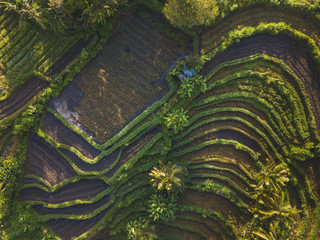 Rice field Bali