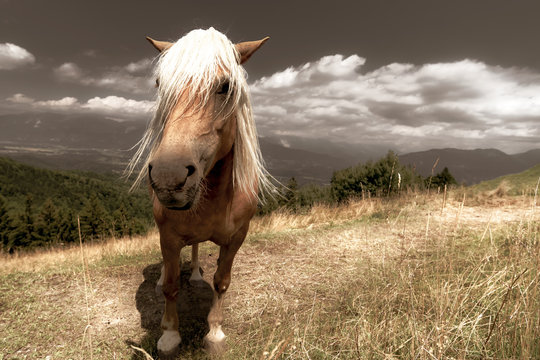 Horse