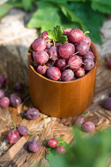 Gooseberries in a metal Cup. Rustic style