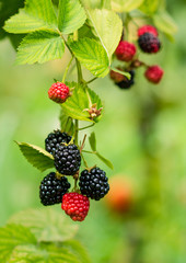 Close up of ripe and unripe blackberries on the bush with selective focus. Bunch of berries