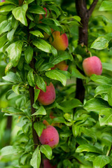Closeup of ripe plums on a branch in a fruit garden.
