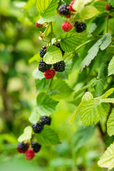 Close up of ripe and unripe blackberries on the bush with selective focus. Bunch of berries