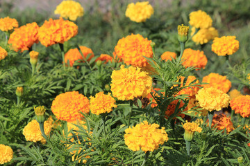 riot of flowers in the summer park